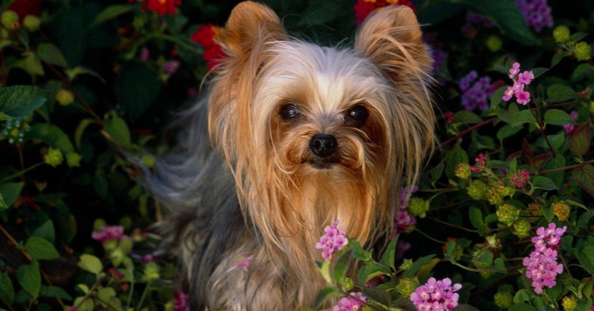 The Yorkshire Terrier, a species known as Canis lupus, in its natural splendor.