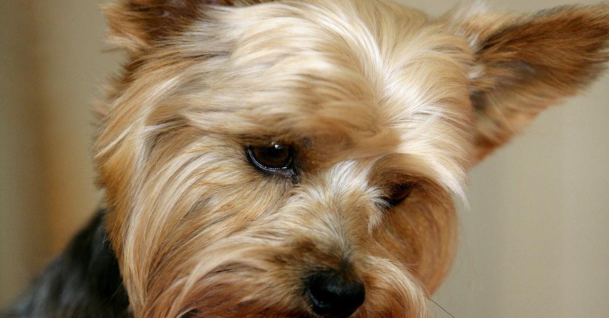 The Yorkshire Terrier, a beautiful species also known as Terrier Yorkshire in Bahasa Indonesia.