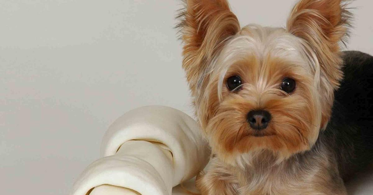 Splendid image of the Yorkshire Terrier, with the scientific name Canis lupus.