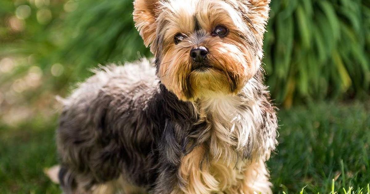 Image of the Yorkshire Terrier (Canis lupus), popular in Indonesia as Terrier Yorkshire.