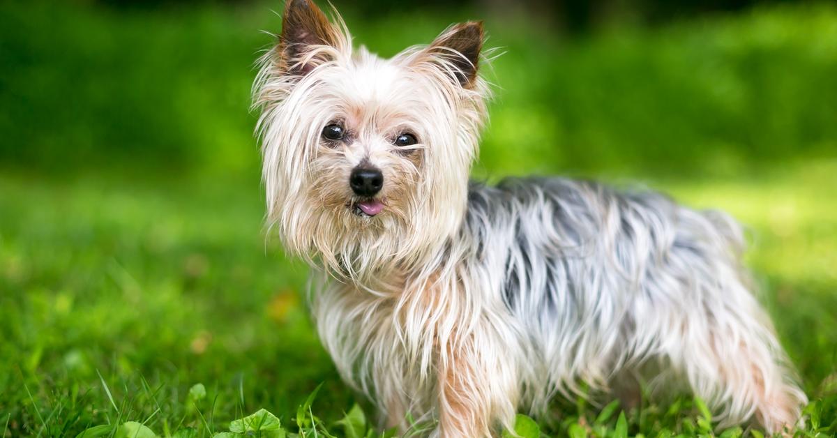 Image showcasing the Yorkshire Terrier, known in Indonesia as Terrier Yorkshire.