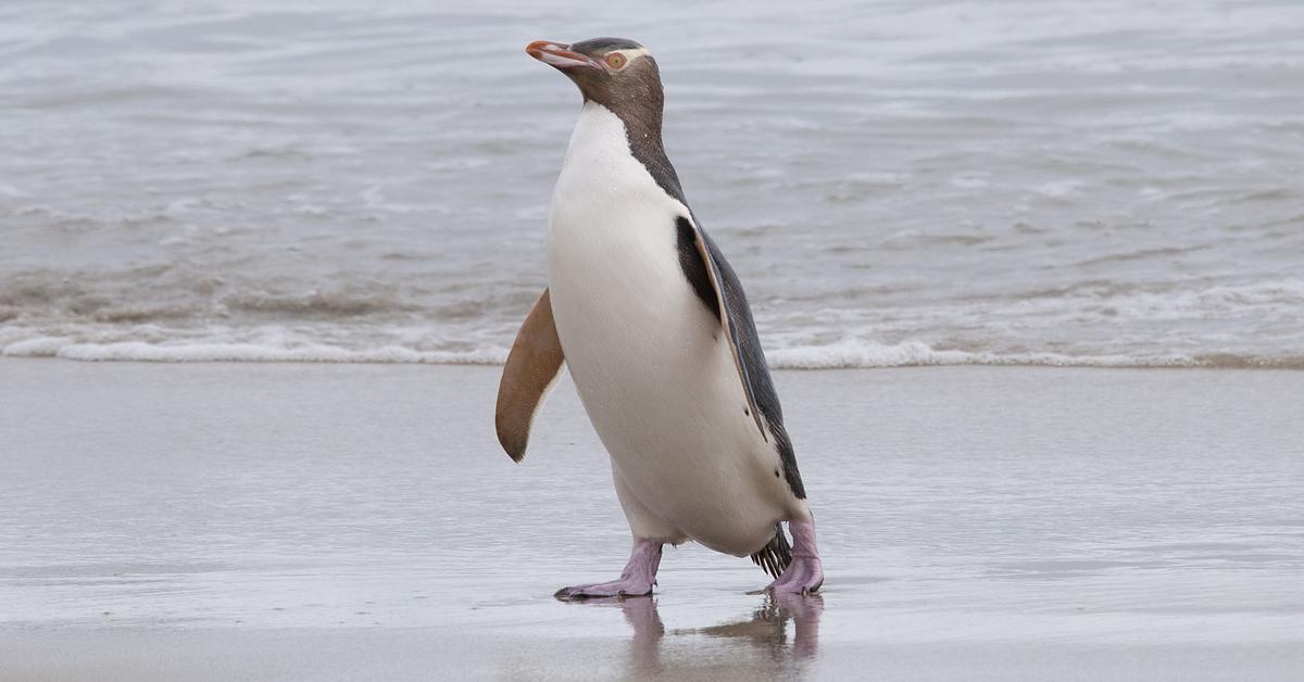 Charming view of the Yellow-Eyed Penguin, in Indonesia referred to as Penguin Mata Kuning.