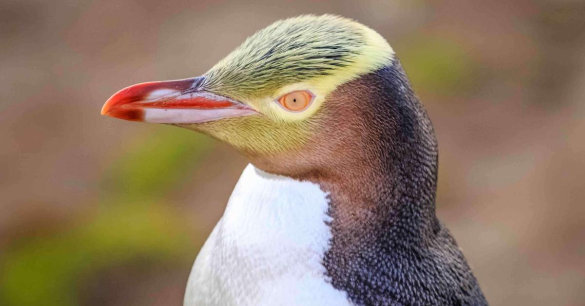 Engaging shot of the Yellow-Eyed Penguin, recognized in Indonesia as Penguin Mata Kuning.