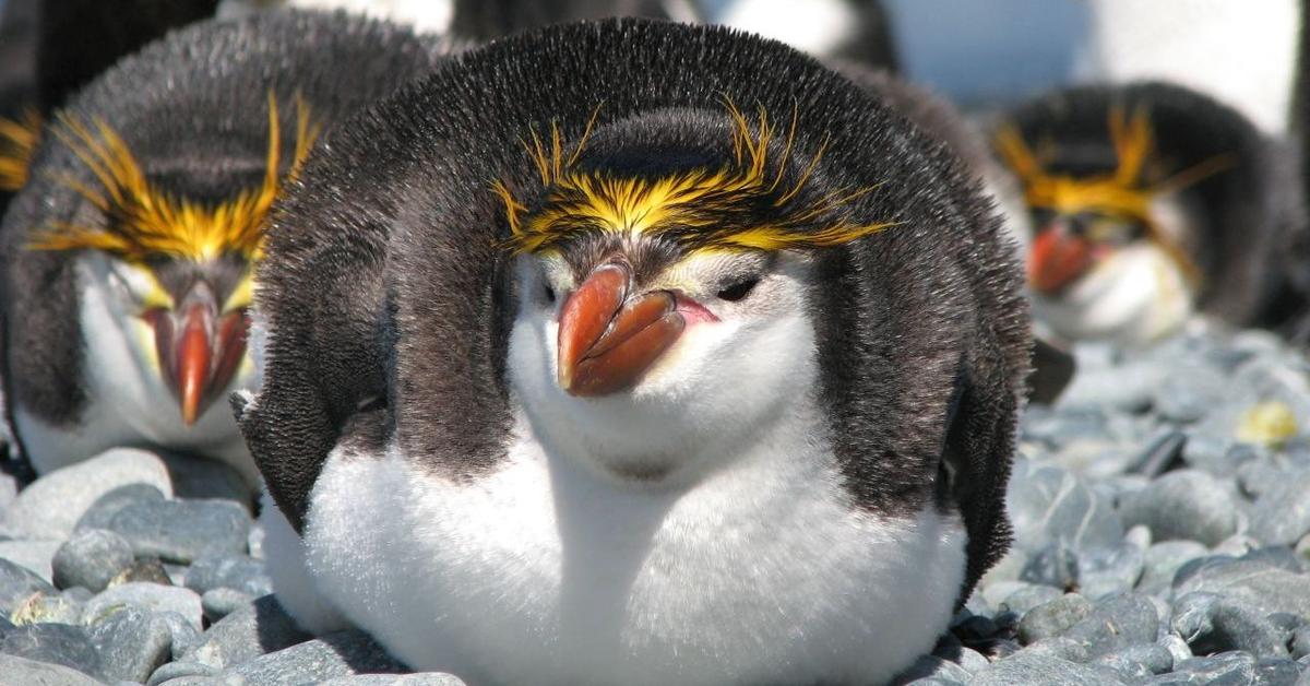 The alluring Yellow-Eyed Penguin, commonly referred to as Penguin Mata Kuning in Bahasa Indonesia.