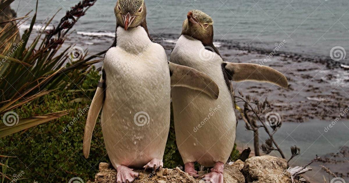 Captured beauty of the Yellow-Eyed Penguin, or Megadyptes antipodes in the scientific world.