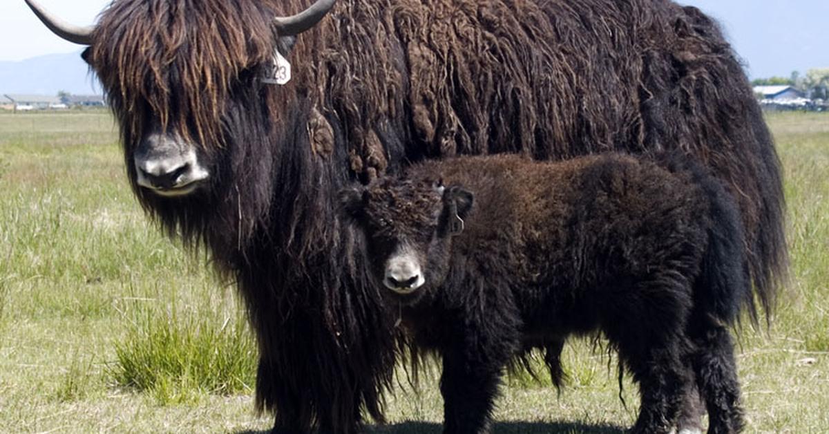 Visual of Yak, or Yak in Indonesian, showcasing its beauty.