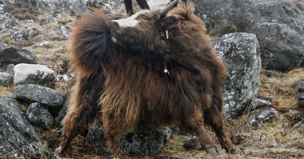 The Yak, a beautiful species also known as Yak in Bahasa Indonesia.