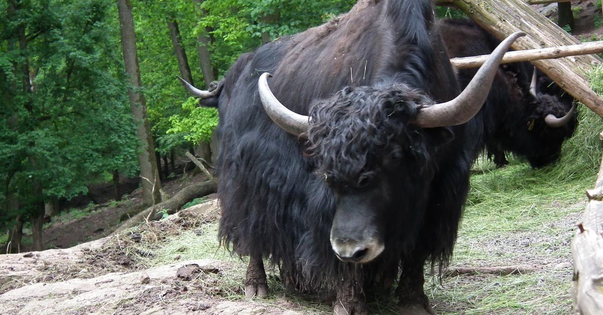 Photograph of the unique Yak, known scientifically as Bos grunniens.