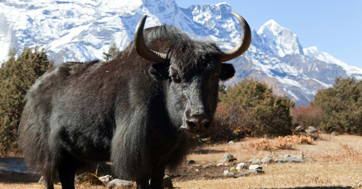 Engaging shot of the Yak, recognized in Indonesia as Yak.