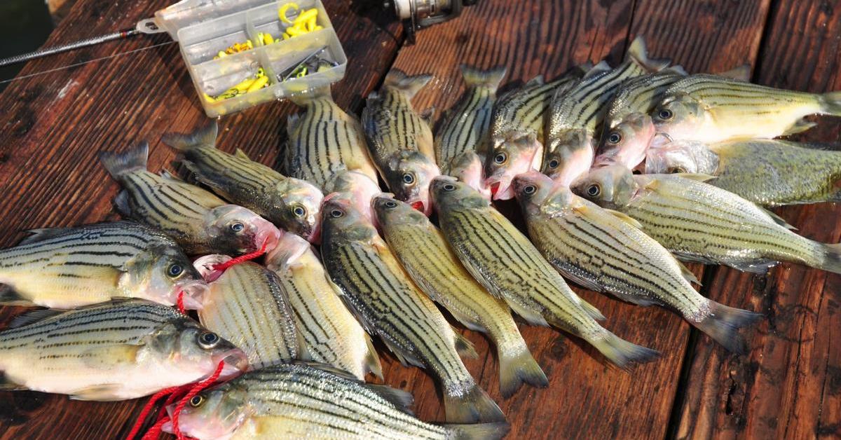 The remarkable Yellow Bass (Morone mississippiensis), a sight to behold.