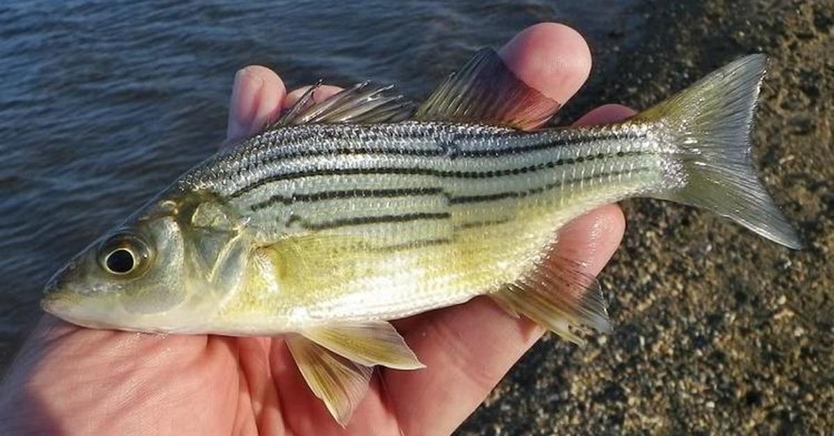 Engaging shot of the Yellow Bass, recognized in Indonesia as Ikan Bass Kuning.