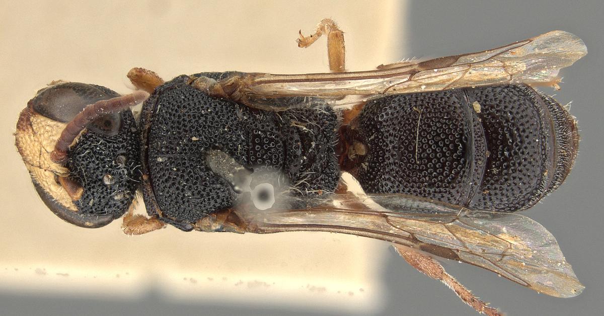 Iconic view of the Yellow-Faced Bee, or Hylaeus, in its habitat.