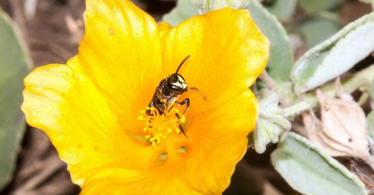 Dynamic image of the Yellow-Faced Bee, popularly known in Indonesia as Lebah Berwajah Kuning.