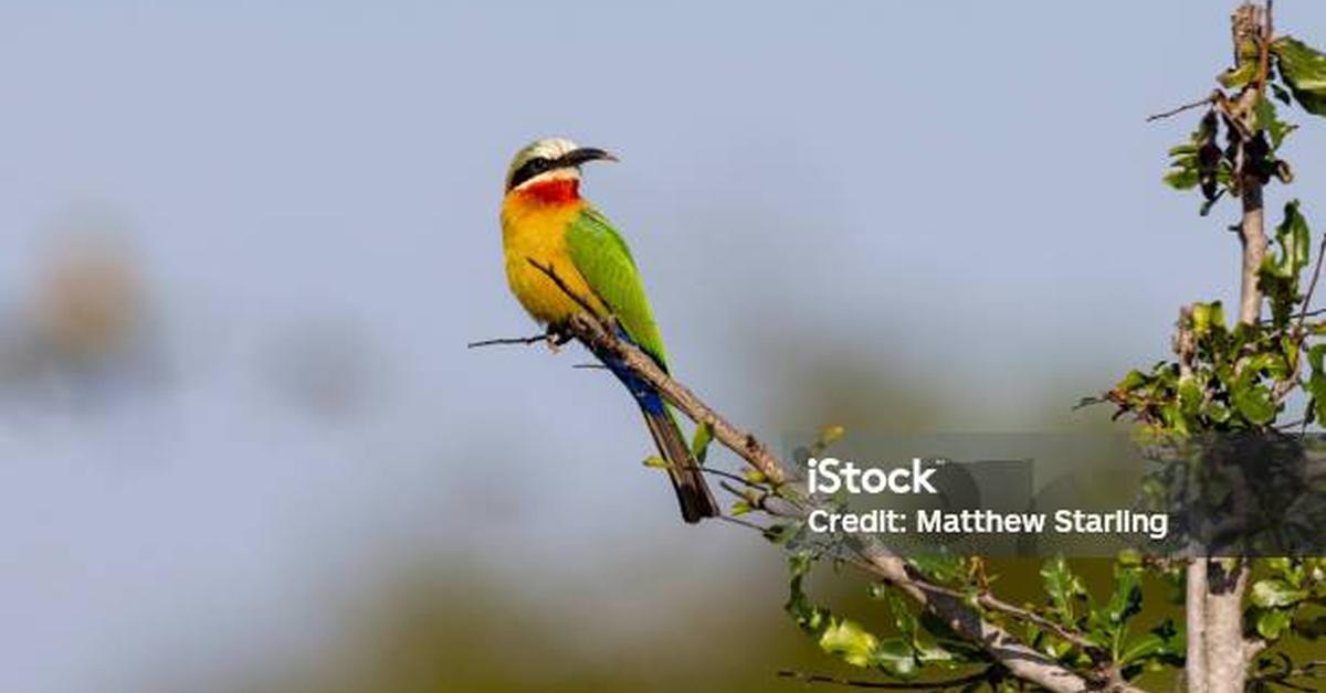 The alluring Yellow-Faced Bee, commonly referred to as Lebah Berwajah Kuning in Bahasa Indonesia.