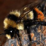 Vibrant snapshot of the Yellowish Cuckoo Bumblebee, commonly referred to as Lebah Bunglon Kuning in Indonesia.