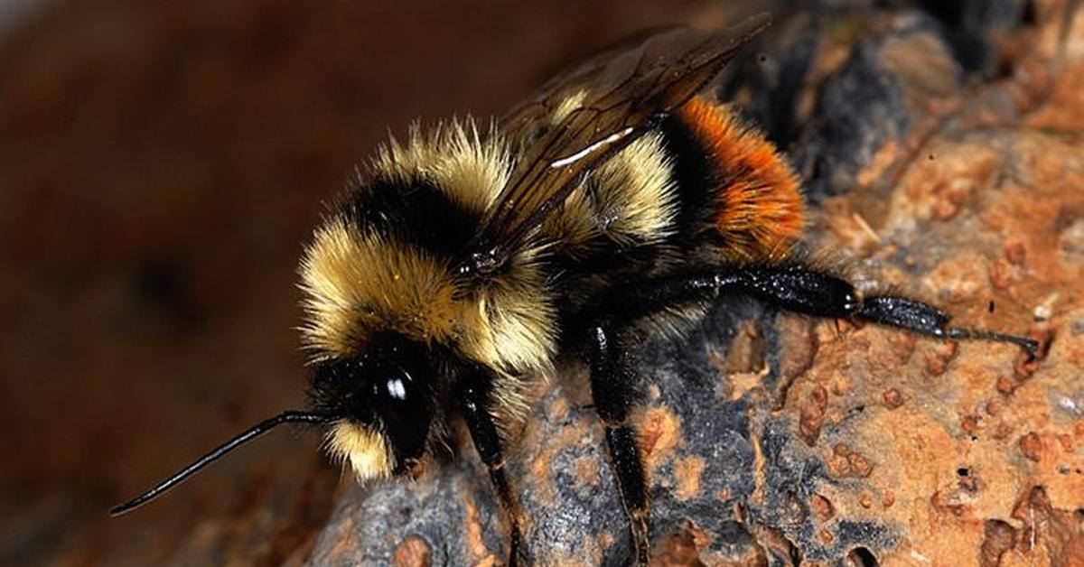 Vibrant snapshot of the Yellowish Cuckoo Bumblebee, commonly referred to as Lebah Bunglon Kuning in Indonesia.