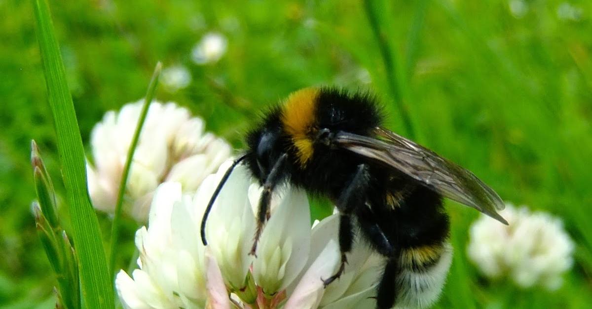 Snapshot of the intriguing Yellowish Cuckoo Bumblebee, scientifically named Bombus flavidus.