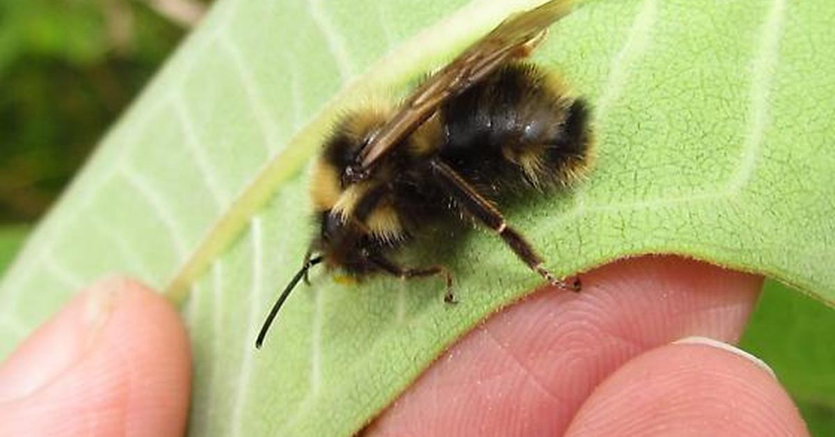 Elegant portrayal of the Yellowish Cuckoo Bumblebee, also known as Bombus flavidus.