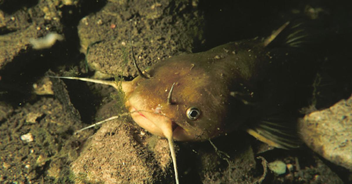 Captured beauty of the Yellow Bullhead Catfish, or Ameiurus Natalis in the scientific world.