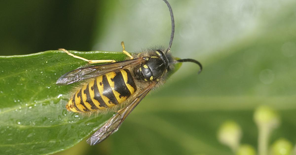 Photogenic Yellowjacket, scientifically referred to as Vespula.