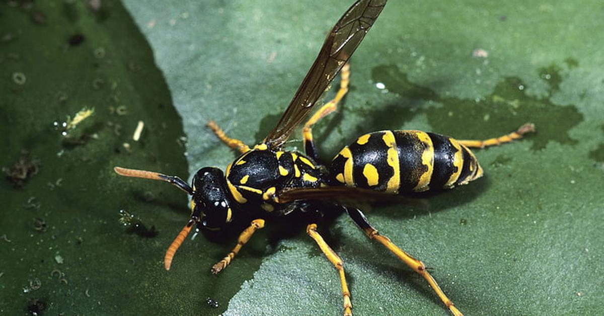 A look at the Yellowjacket, also recognized as Tawon Kuning in Indonesian culture.