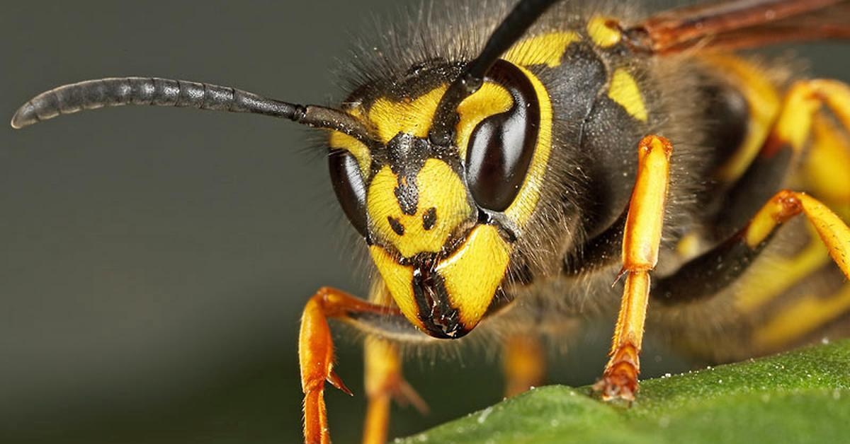 The Yellowjacket, an example of Vespula, in its natural environment.