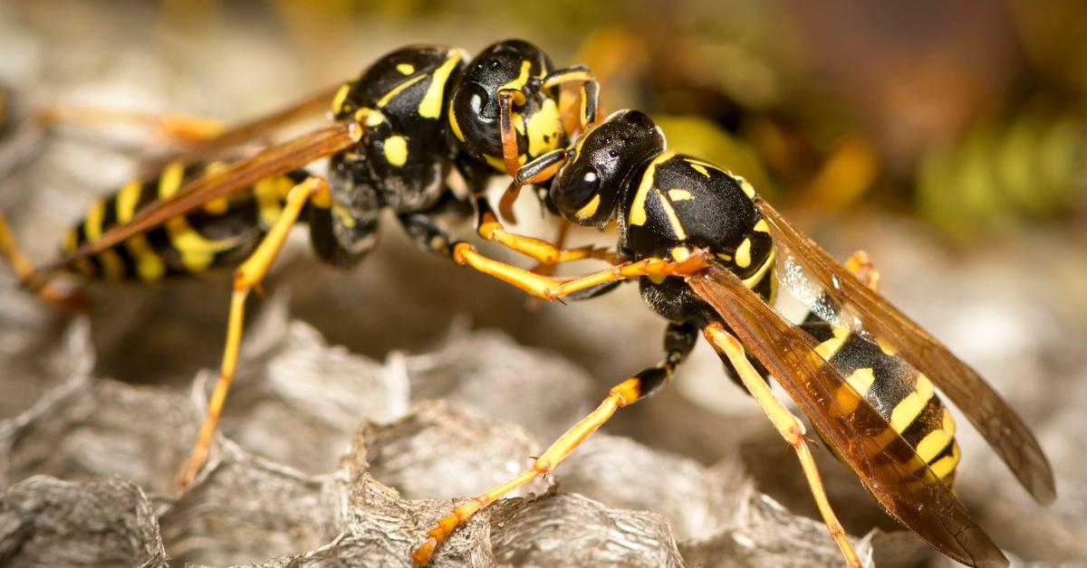 Close-up view of the Yellowjacket, known as Tawon Kuning in Indonesian.