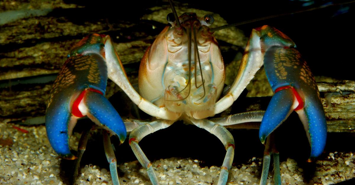 Image of the Yabby (Cherax destructor), popular in Indonesia as Yabby.