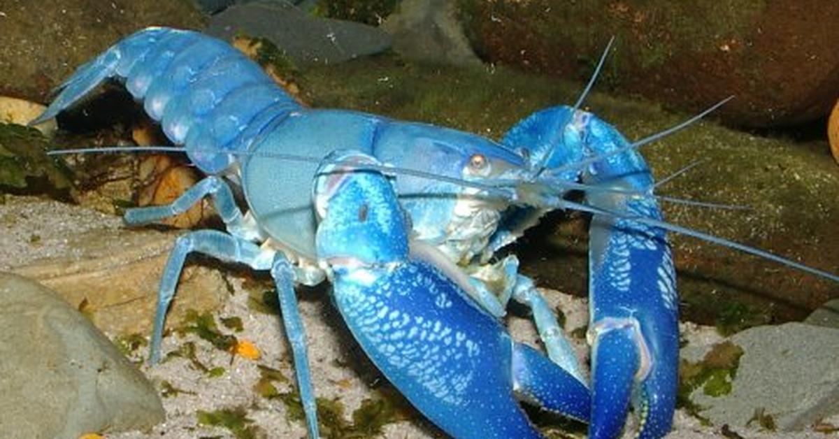 Dynamic image of the Yabby, popularly known in Indonesia as Yabby.