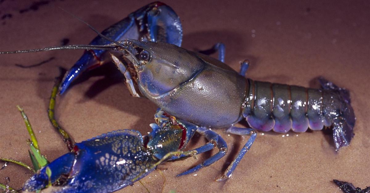 Elegant Yabby in its natural habitat, called Yabby in Indonesia.