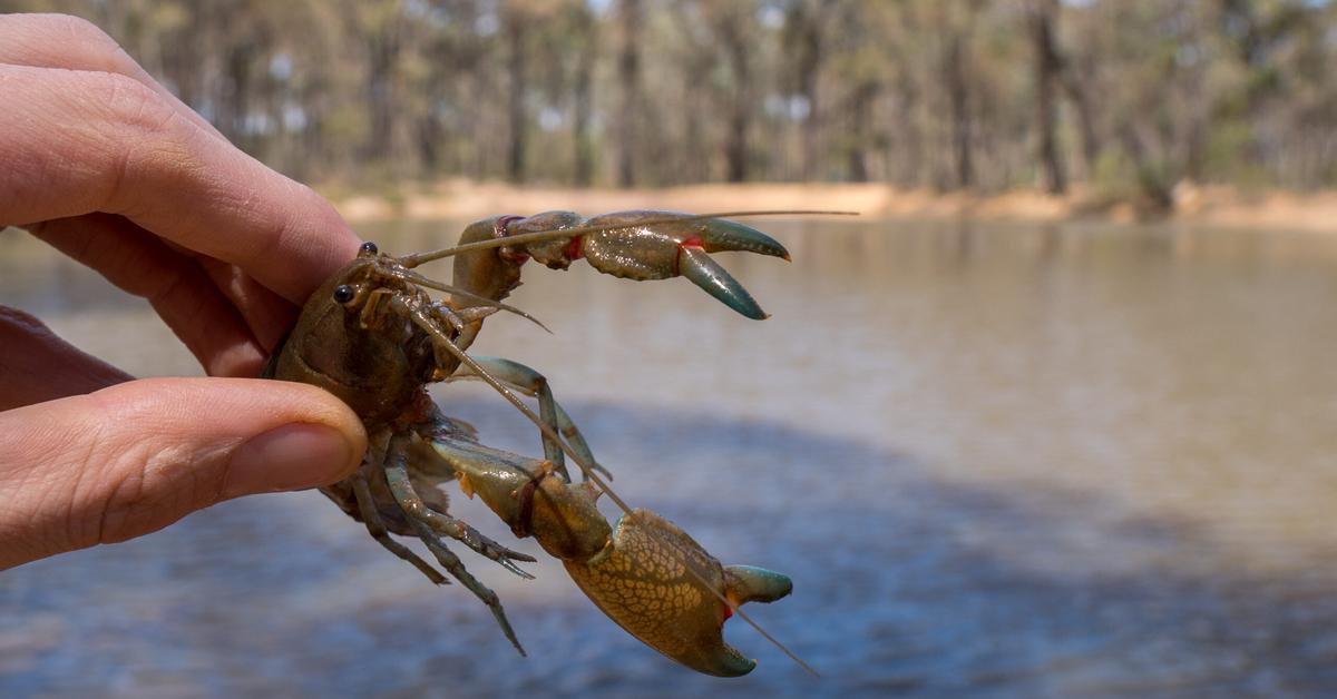 Distinctive Yabby, in Indonesia known as Yabby, captured in this image.