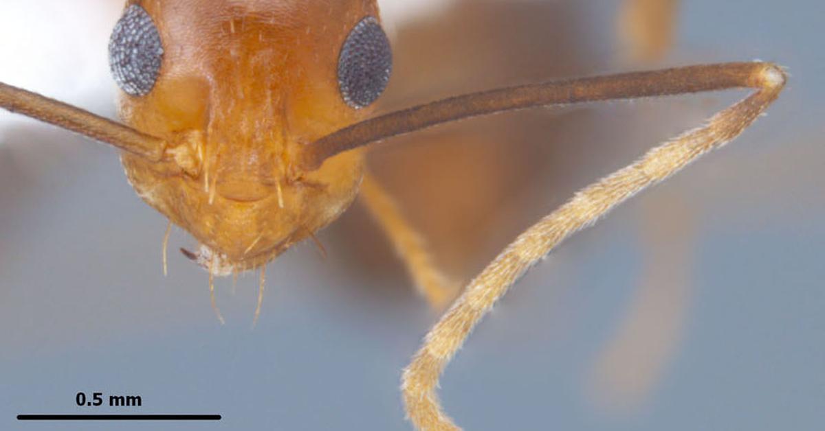 Splendid image of the Yellow Crazy Ant, with the scientific name Anoplolepis gracilipes.