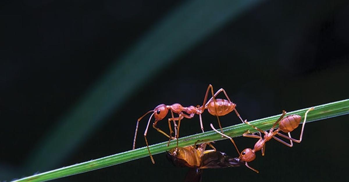 The Yellow Crazy Ant, an example of Anoplolepis gracilipes, in its natural environment.