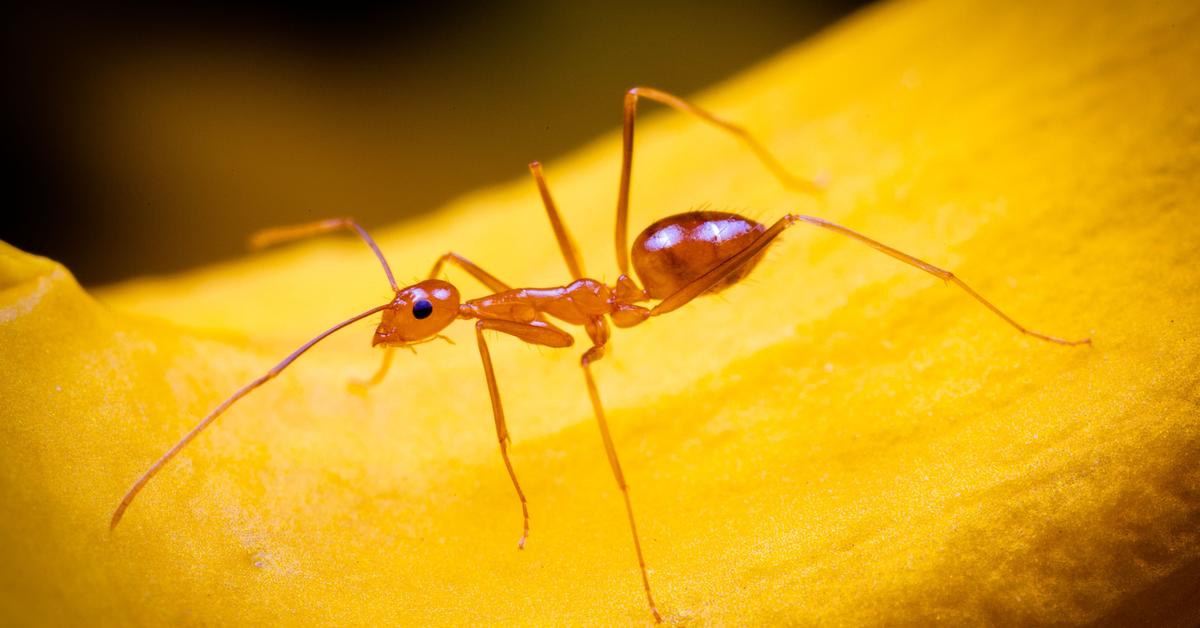 Captivating presence of the Yellow Crazy Ant, a species called Anoplolepis gracilipes.