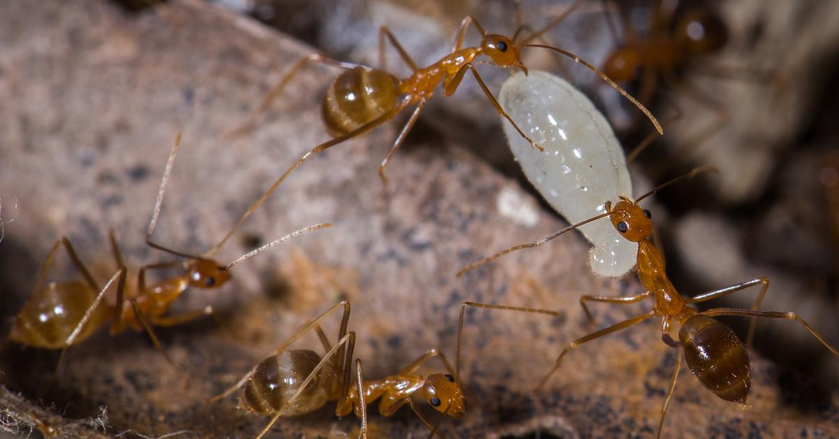 A beautiful representation of the Yellow Crazy Ant, scientifically Anoplolepis gracilipes.