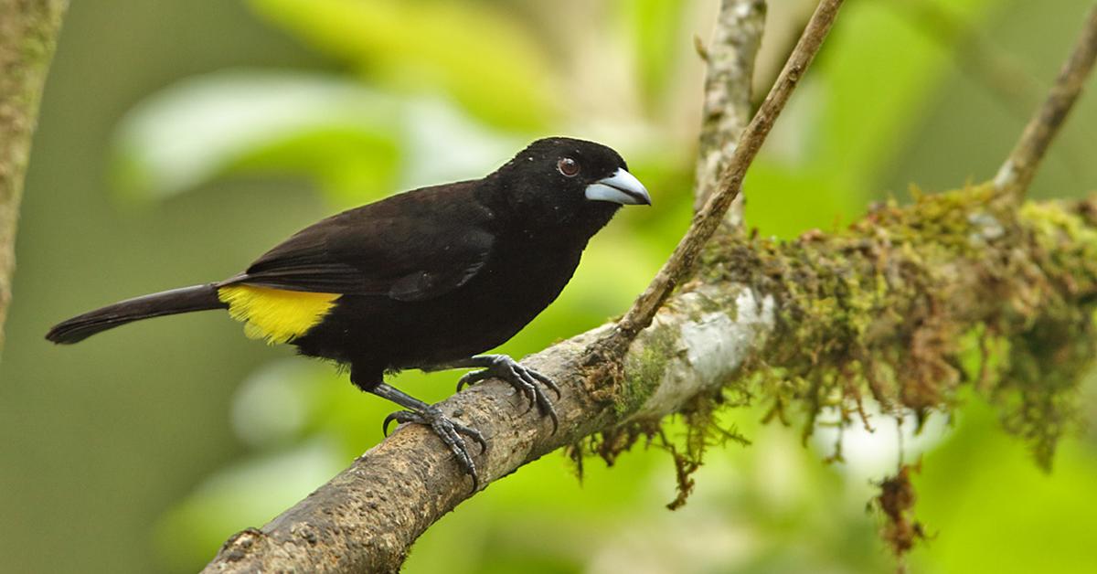 Splendid image of the Yellow Tanager, with the scientific name Chrysothylpis chrysomelas.