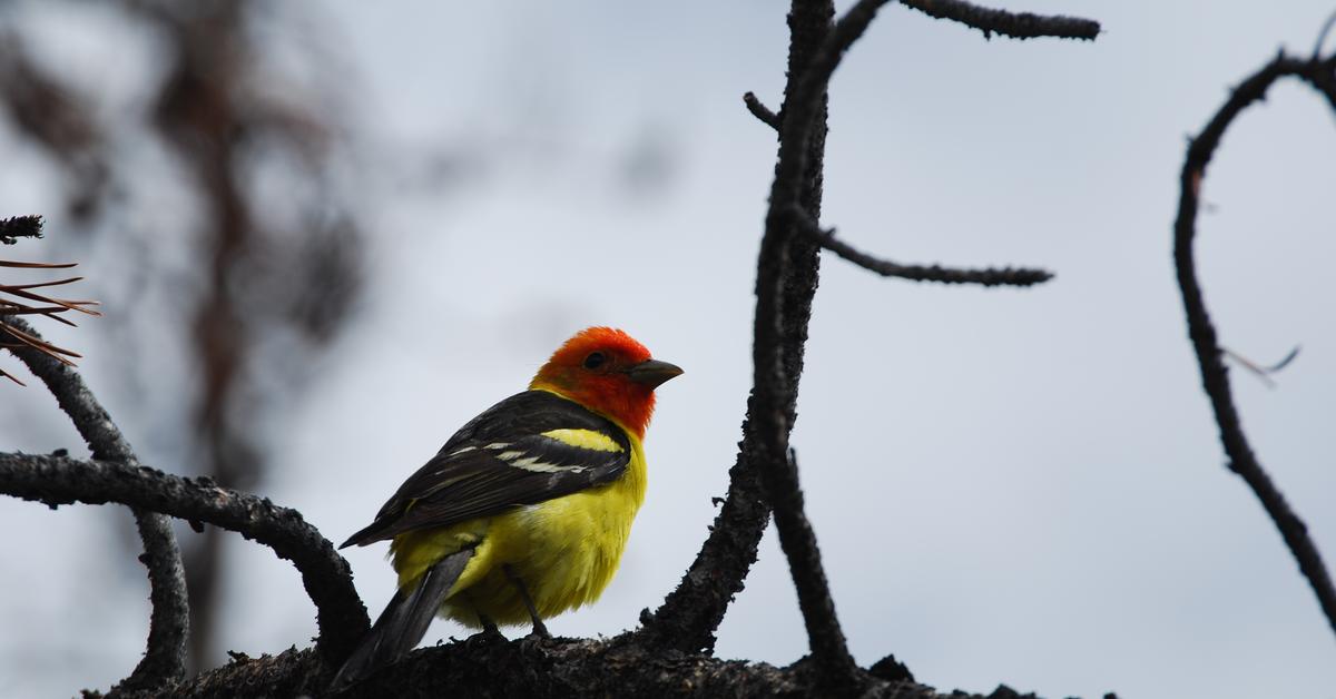 Close encounter with the Yellow Tanager, scientifically called Chrysothylpis chrysomelas.