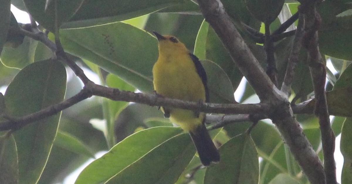 Vivid image of the Yellow Tanager, or Tangara Kuning in Indonesian context.