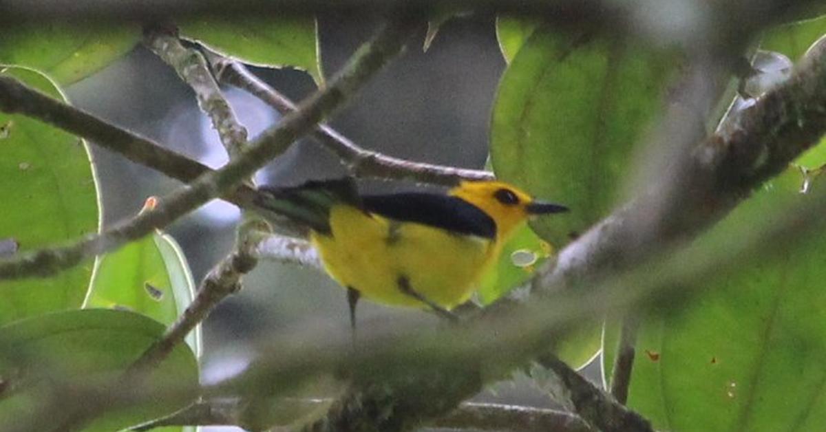 Photogenic Yellow Tanager, scientifically referred to as Chrysothylpis chrysomelas.