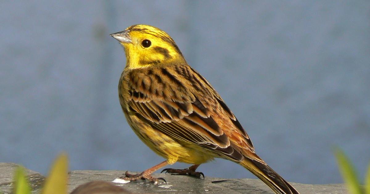 Vivid image of the Yellowhammer, or Burung Kutilang Kuning in Indonesian context.