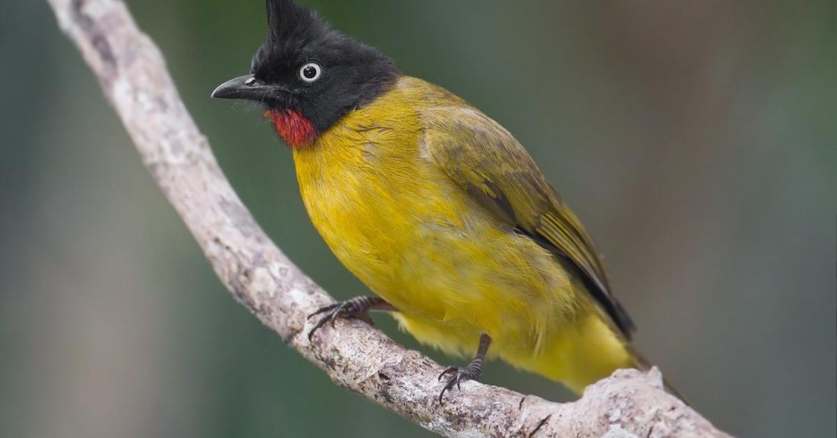 Distinctive Yellowhammer, in Indonesia known as Burung Kutilang Kuning, captured in this image.