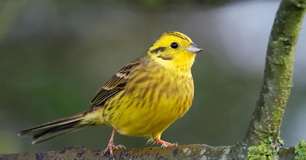 Elegant portrayal of the Yellowhammer, also known as Emberiza citrinella.