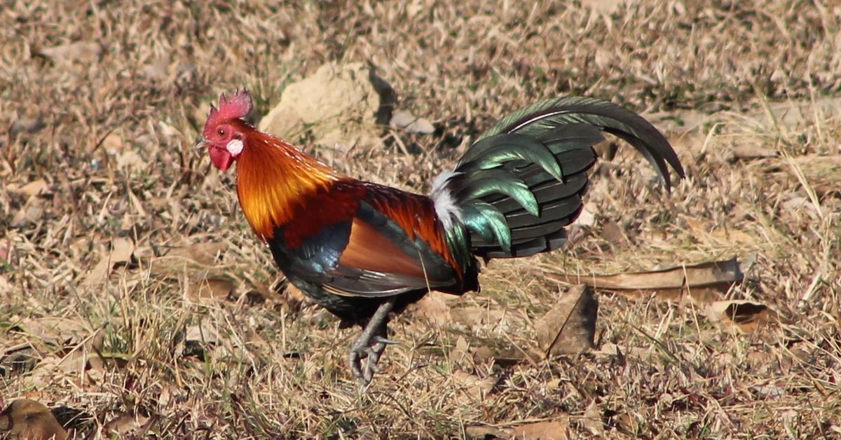 Enchanting Yokohama Chicken, a species scientifically known as Gallus gallus.