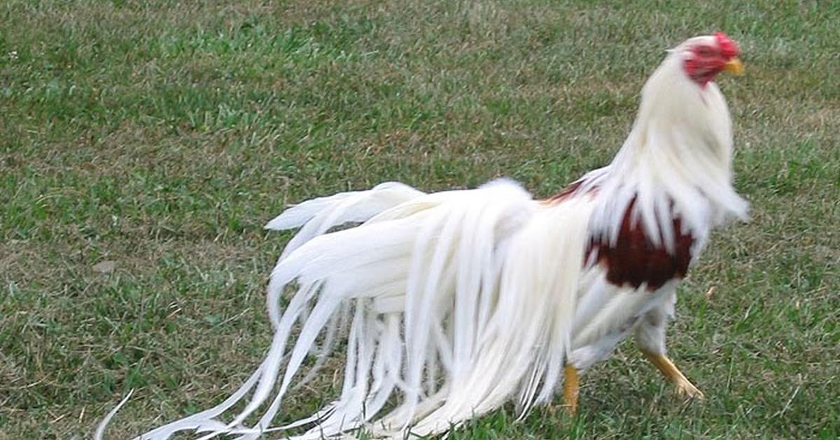 Stunning depiction of Yokohama Chicken, also referred to as Gallus gallus.