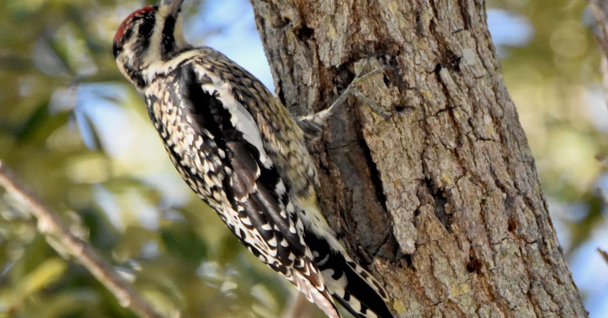 The Yellow Bellied Sapsucker, an example of Sphyrapicus varius, in its natural environment.