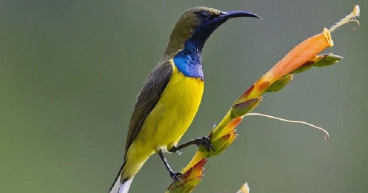 The fascinating Yellow Bellied Sapsucker, scientifically known as Sphyrapicus varius.