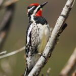 Photograph of the unique Yellow Bellied Sapsucker, known scientifically as Sphyrapicus varius.