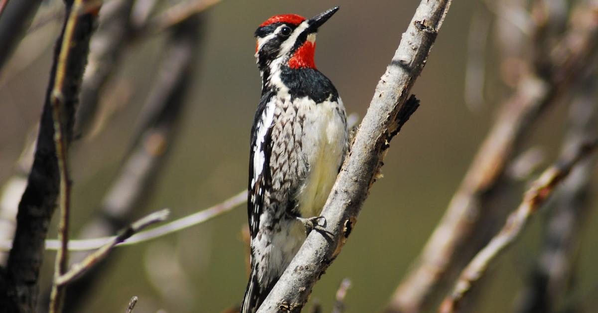 Photograph of the unique Yellow Bellied Sapsucker, known scientifically as Sphyrapicus varius.