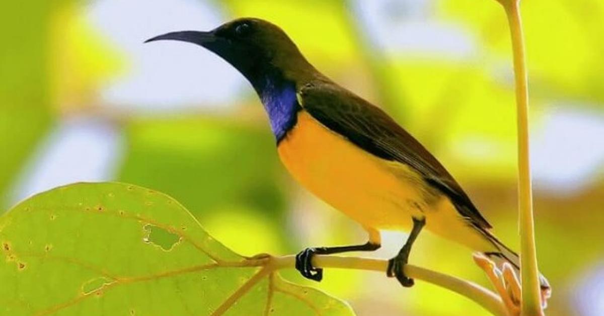 Photographic depiction of the unique Yellow Bellied Sapsucker, locally called Burung Penghisap Madu Berperut Kuning.