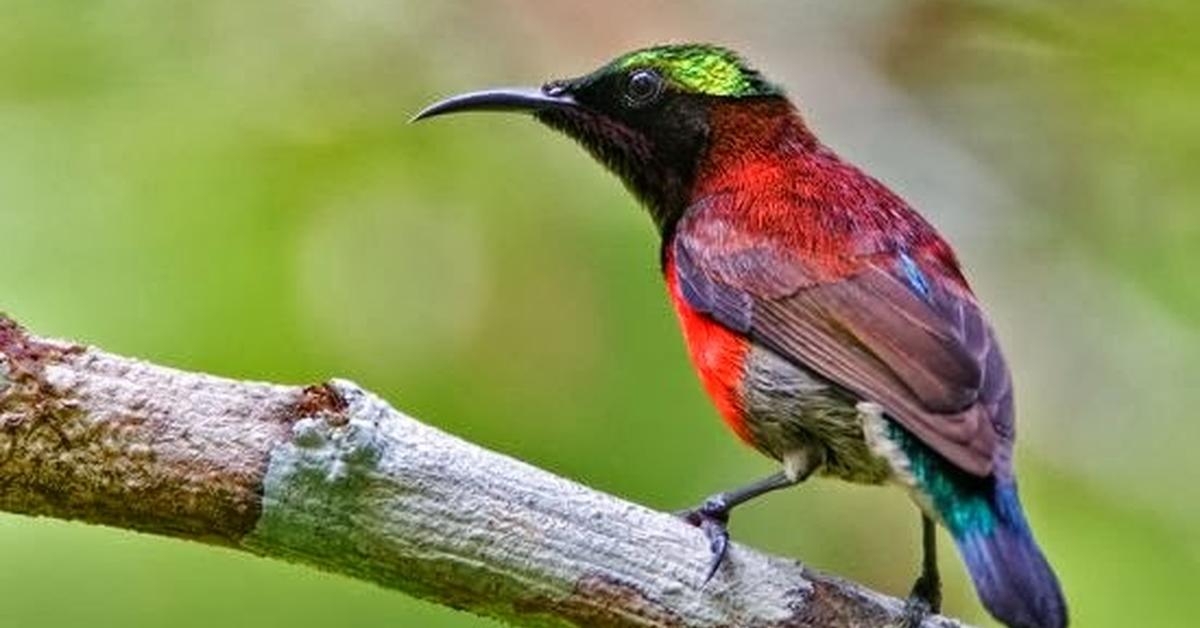 Portrait of a Yellow Bellied Sapsucker, a creature known scientifically as Sphyrapicus varius.